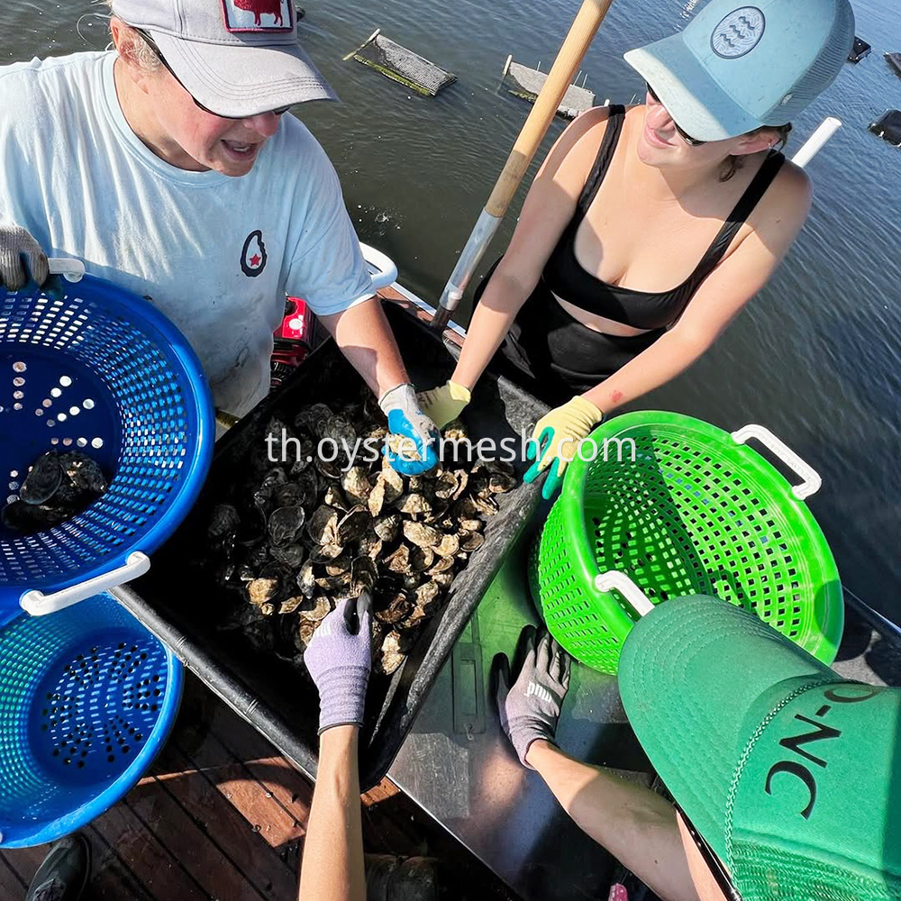 Oyster Handling Basket (1)
